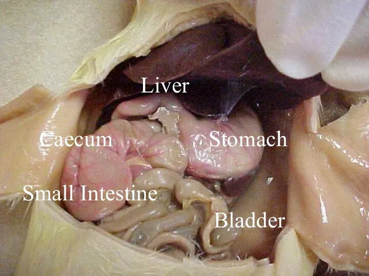 Liver Caecum Stomach Small Intestine Bladder