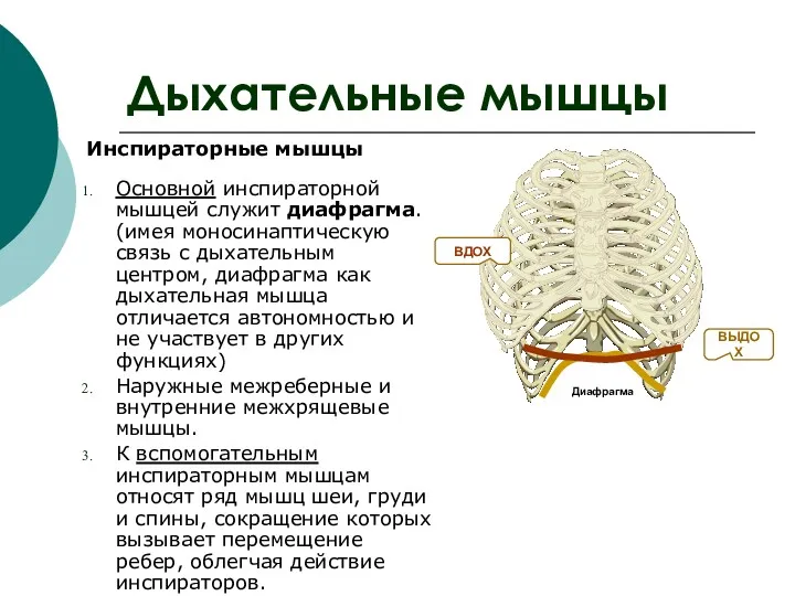 Дыхательные мышцы Инспираторные мышцы Основной инспираторной мышцей служит диафрагма. (имея