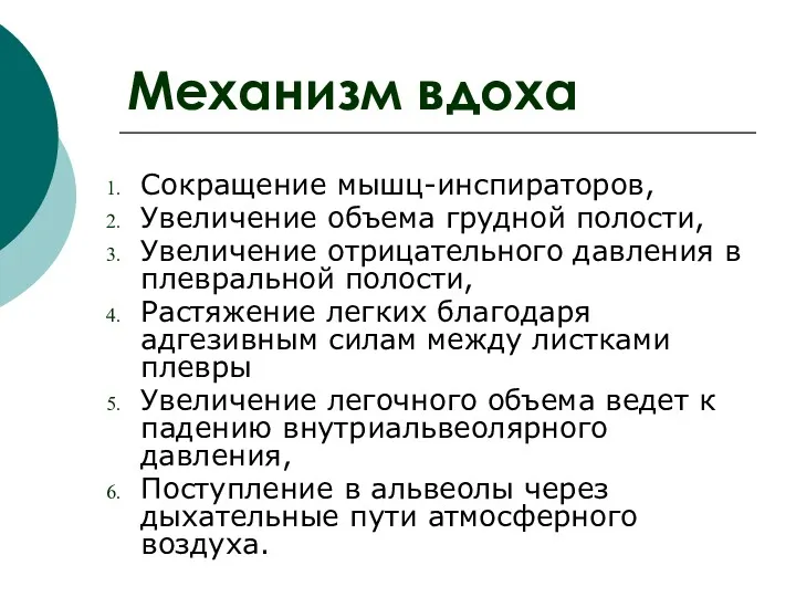 Механизм вдоха Сокращение мышц-инспираторов, Увеличение объема грудной полости, Увеличение отрицательного