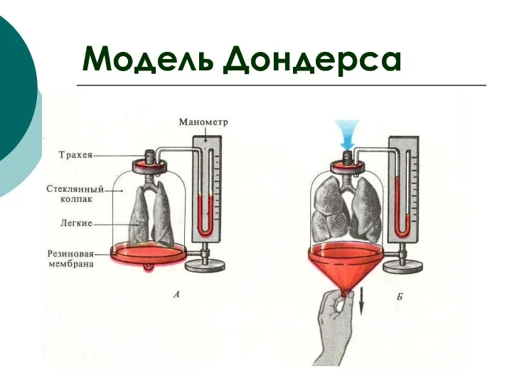 Модель Дондерса