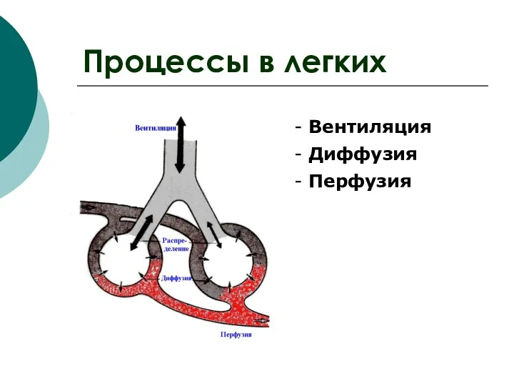 - Вентиляция - Диффузия - Перфузия Процессы в легких