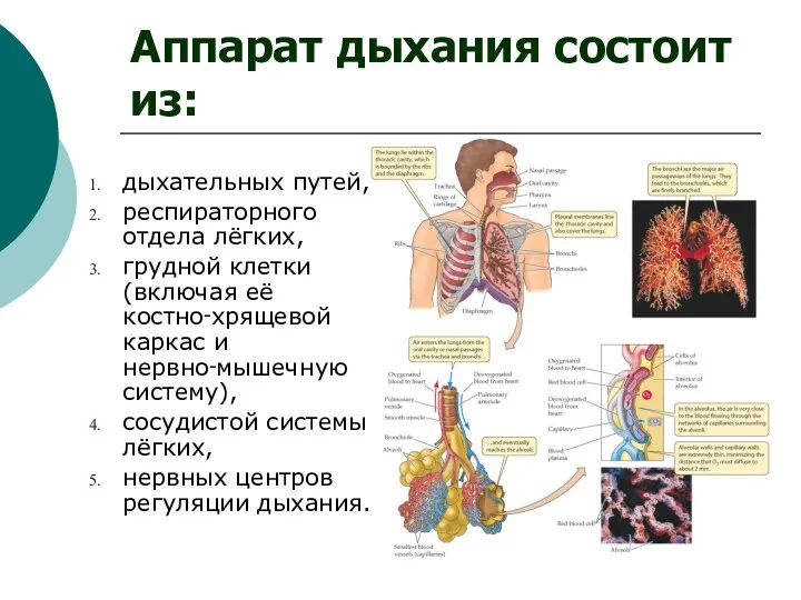 Аппарат дыхания состоит из: дыхательных путей, респираторного отдела лёгких, грудной