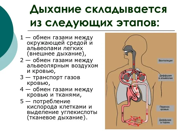 1 — обмен газами между окружающей средой и альвеолами легких