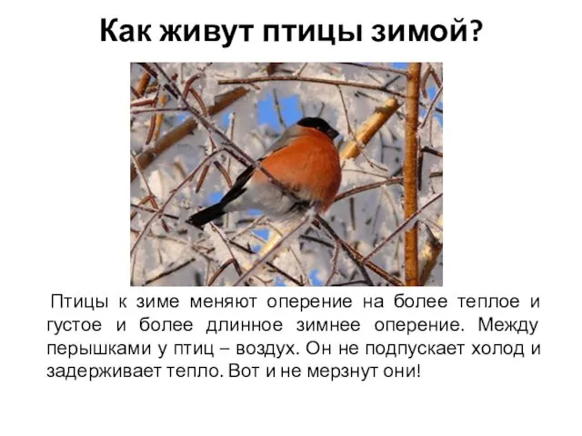 Как живут птицы зимой? Птицы к зиме меняют оперение на более теплое и