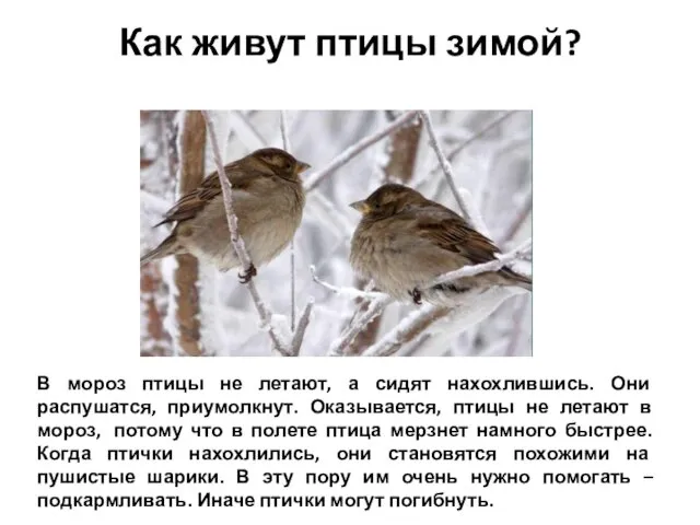 Как живут птицы зимой? В мороз птицы не летают, а сидят нахохлившись. Они