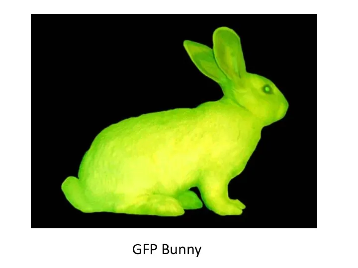 GFP Bunny