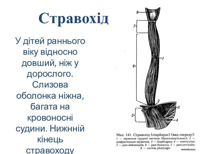 Стравохід У дітей раннього віку відносно довший, ніж у дорослого.Слизова