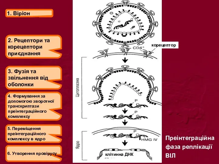 1. Віріон 2. Рецептори та корецептори приєднання 3. Фузія та звільнення від оболонки