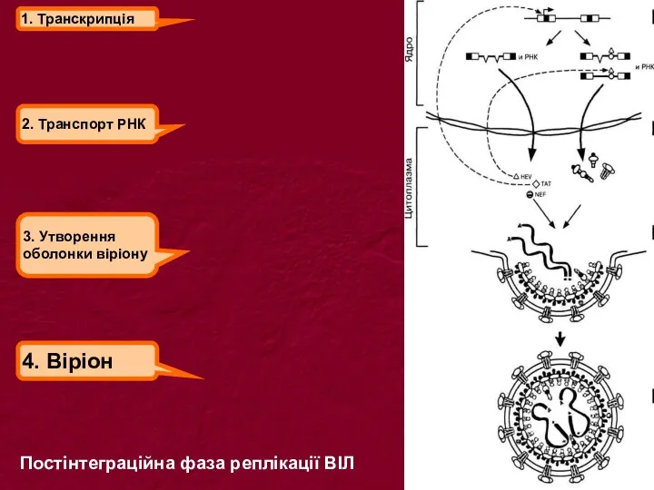 1. Транскрипція 2. Транспорт РНК 3. Утворення оболонки віріону 4. Віріон Постінтеграційна фаза реплікації ВІЛ