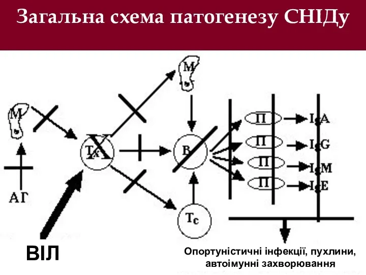 Загальна схема патогенезу СНІДу ВІЛ Опортуністичні інфекції, пухлини, автоімунні захворювання