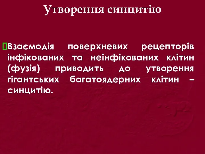 Утворення синцитію Взаємодія поверхневих рецепторів інфікованих та неінфікованих клітин (фузія) приводить до утворення