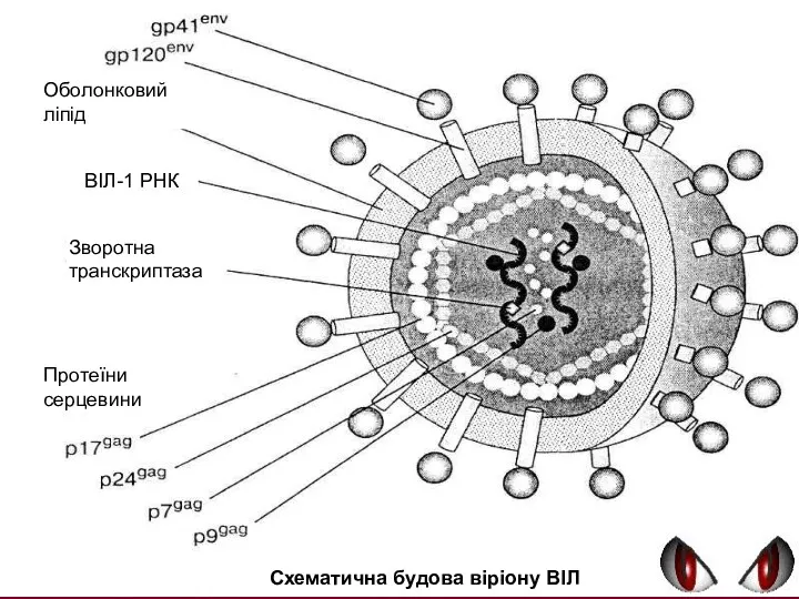 Схематична будова віріону ВІЛ Зворотна транскриптаза Протеїни серцевини Оболонковий ліпід ВІЛ-1 РНК