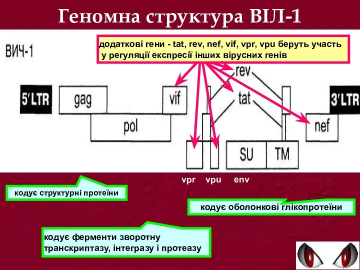 Геномна структура ВІЛ-1 vpr vpu env кодує структурні протеїни кодує ферменти зворотну транскриптазу,