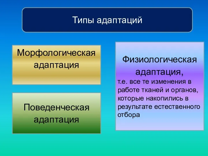 Типы адаптаций Морфологическая адаптация Физиологическая адаптация, т.е. все те изменения