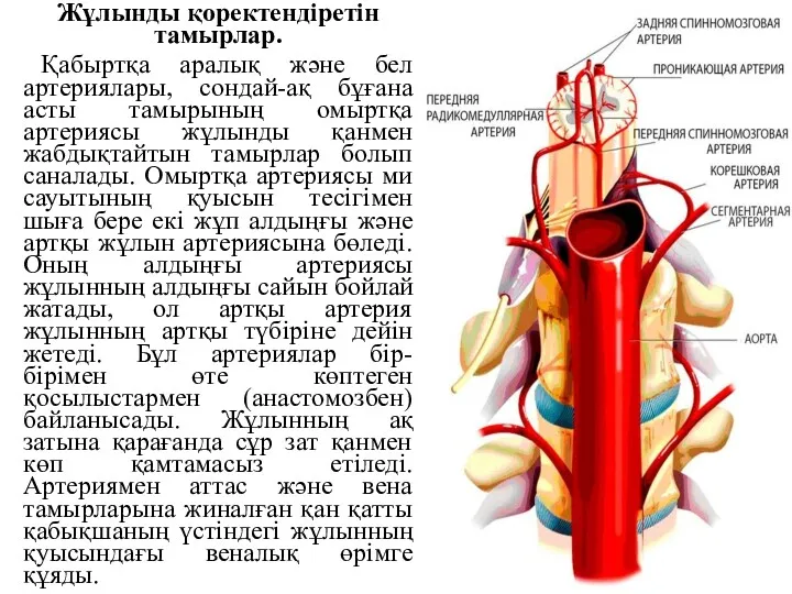 Жұлынды қоректендіретін тамырлар. Қабыртқа аралық және бел артериялары, сондай-ақ бұғана