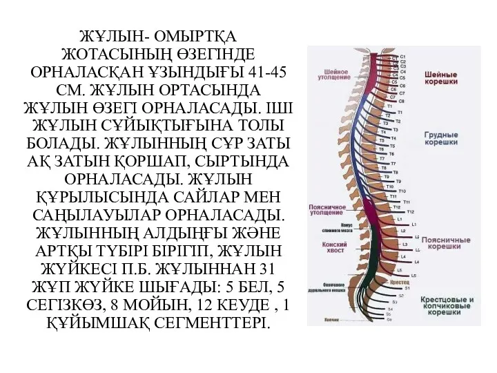 ЖҰЛЫН- ОМЫРТҚА ЖОТАСЫНЫҢ ӨЗЕГІНДЕ ОРНАЛАСҚАН ҰЗЫНДЫҒЫ 41-45 СМ. ЖҰЛЫН ОРТАСЫНДА