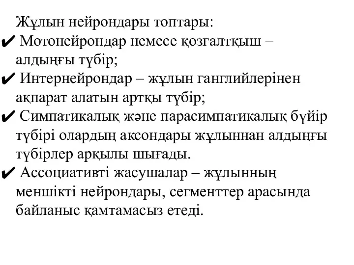 Жұлын нейрондары топтары: Мотонейрондар немесе қозғалтқыш – алдыңғы түбір; Интернейрондар