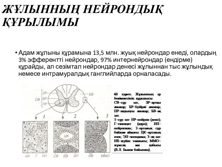 ЖҰЛЫННЫҢ НЕЙРОНДЫҚ ҚҰРЫЛЫМЫ Адам жұлыны құрамына 13,5 млн. жуық нейрондар