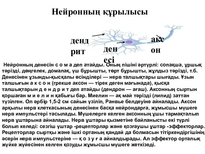 Нейронның құрылысы Нейронның денесін с о м а деп атайды.