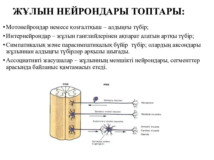 ЖҰЛЫН НЕЙРОНДАРЫ ТОПТАРЫ: Мотонейрондар немесе қозғалтқыш – алдыңғы түбір; Интернейрондар