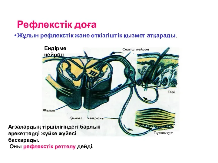 Рефлекстік доға Жұлын рефлекстік және өткізгіштік қызмет атқарады. Ендірме нейрон