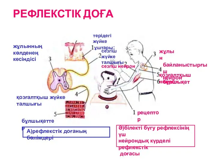 РЕФЛЕКСТІК ДОҒА терідегі жүйке ұштары; сезгіш жүйке талшығы жұлынның көлденең