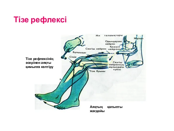 Тізе рефлексі