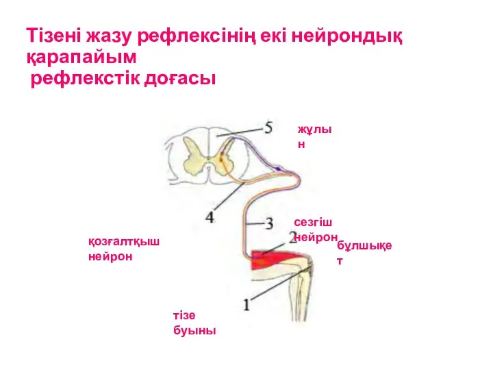 Тізені жазу рефлексінің екі нейрондық қарапайым рефлекстік доғасы тізе буыны бұлшықет сезгіш нейрон қозғалтқыш нейрон жұлын