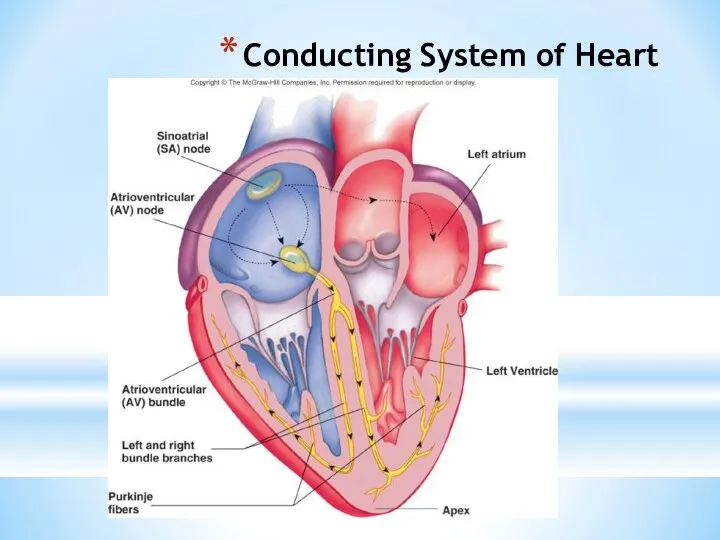 Conducting System of Heart