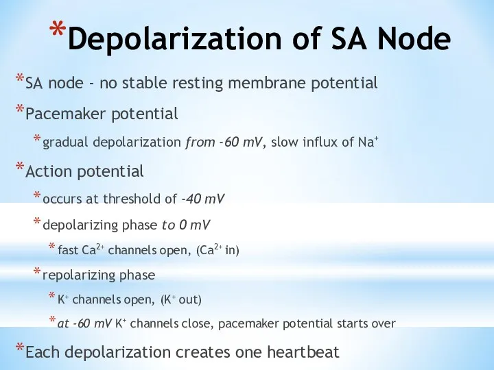 Depolarization of SA Node SA node - no stable resting membrane potential Pacemaker