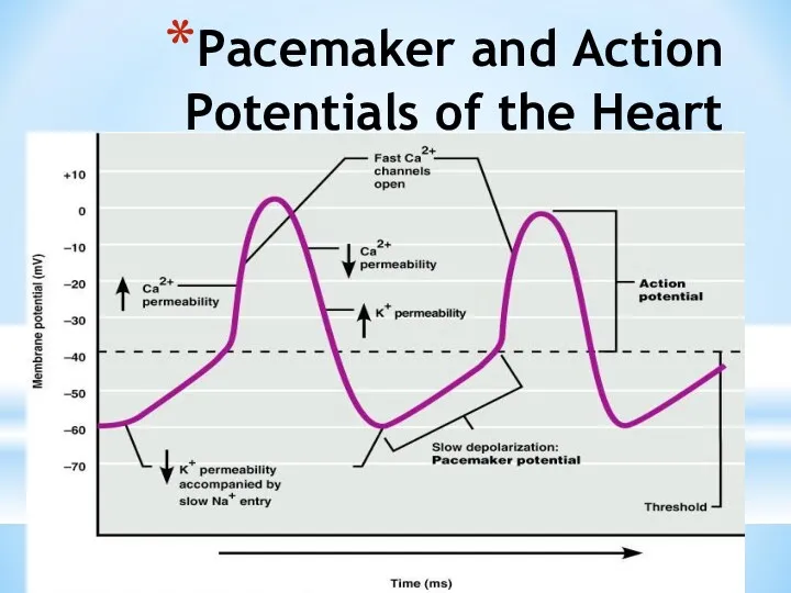 Pacemaker and Action Potentials of the Heart