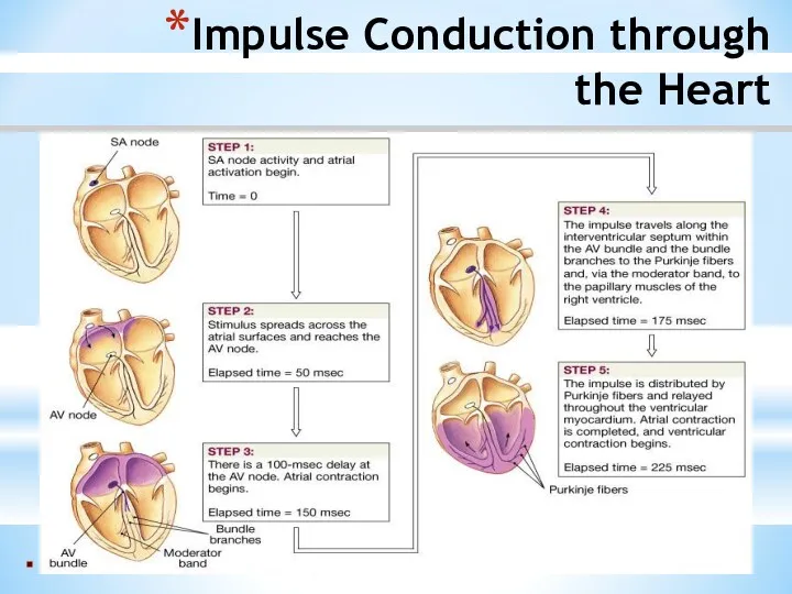 Impulse Conduction through the Heart