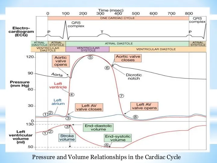 Pressure and Volume Relationships in the Cardiac Cycle