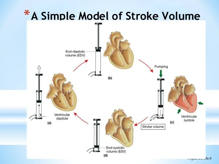 A Simple Model of Stroke Volume Figure 20.19a-d