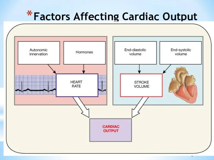 Factors Affecting Cardiac Output Figure 20.20