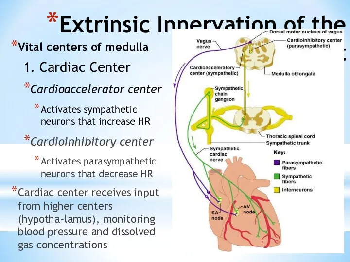 Extrinsic Innervation of the Heart Vital centers of medulla 1. Cardiac Center Cardioaccelerator