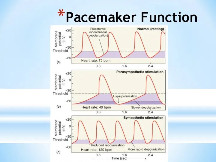 Pacemaker Function
