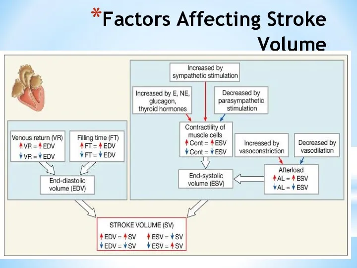 Factors Affecting Stroke Volume