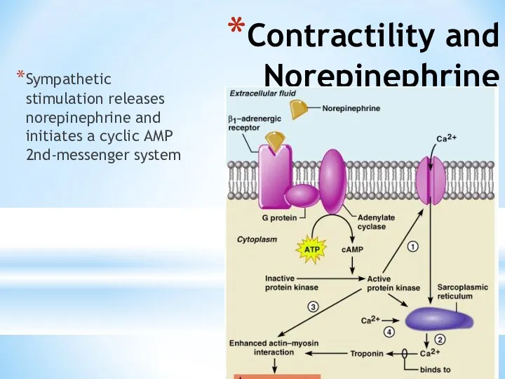 Contractility and Norepinephrine Sympathetic stimulation releases norepinephrine and initiates a cyclic AMP 2nd-messenger system Figure 18.22