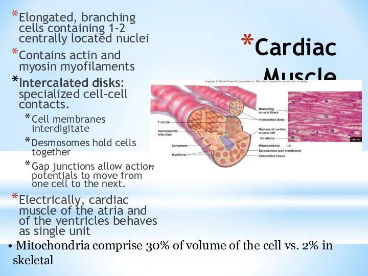 Cardiac Muscle Elongated, branching cells containing 1-2 centrally located nuclei Contains actin and
