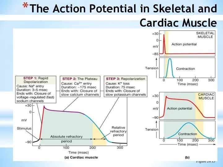 The Action Potential in Skeletal and Cardiac Muscle Figure 20.15