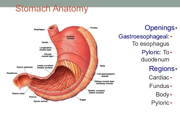 Stomach Anatomy Openings Gastroesophageal: To esophagus Pyloric: To duodenum Regions Cardiac Fundus Body Pyloric