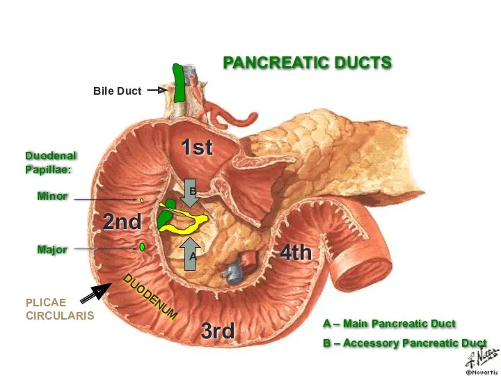 PANCREATIC DUCTS 1st 2nd 3rd 4th A B Duodenal Papillae: