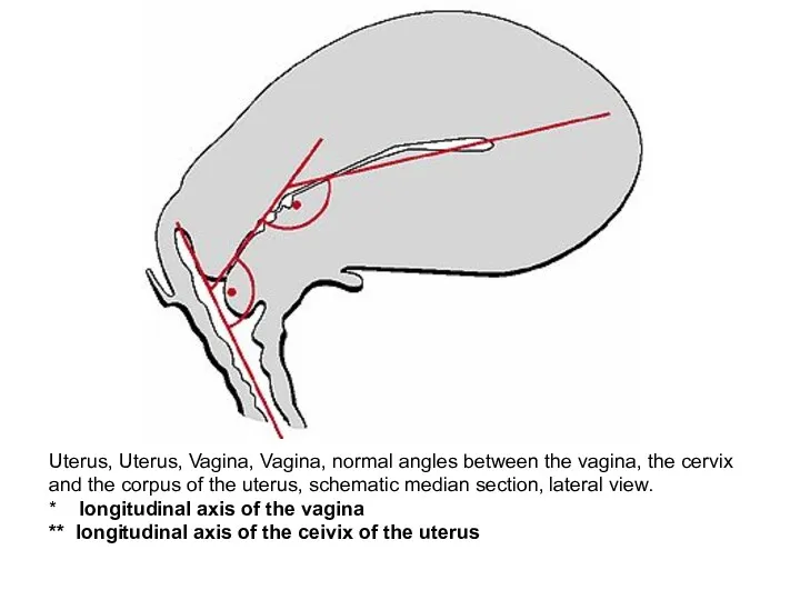 Uterus, Uterus, Vagina, Vagina, normal angles between the vagina, the cervix and the