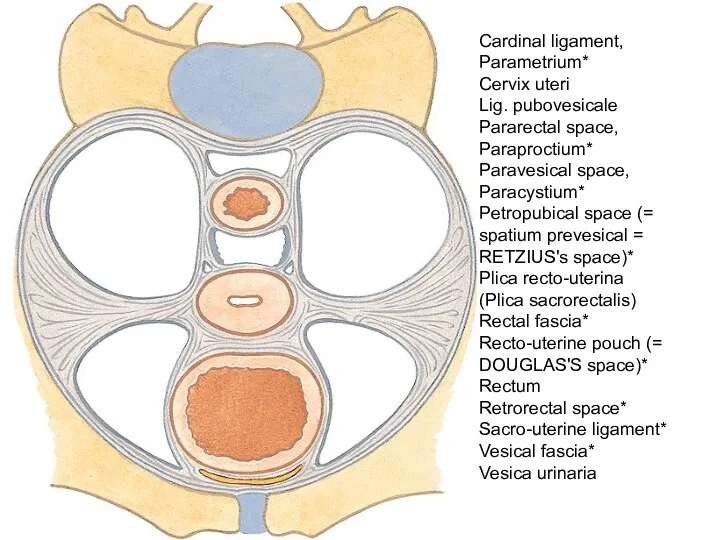 Cardinal ligament, Parametrium* Cervix uteri Lig. pubovesicale Pararectal space, Paraproctium* Paravesical space, Paracystium*