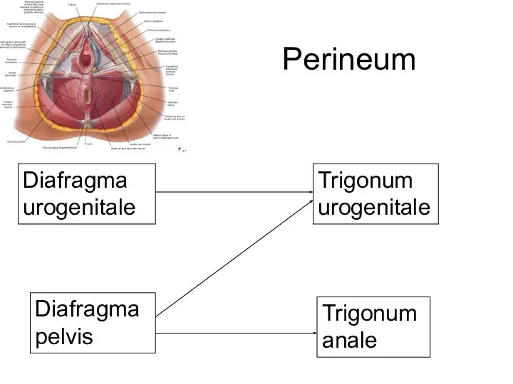 Perineum Diafragma urogenitale Diafragma pelvis Trigonum urogenitale Trigonum anale