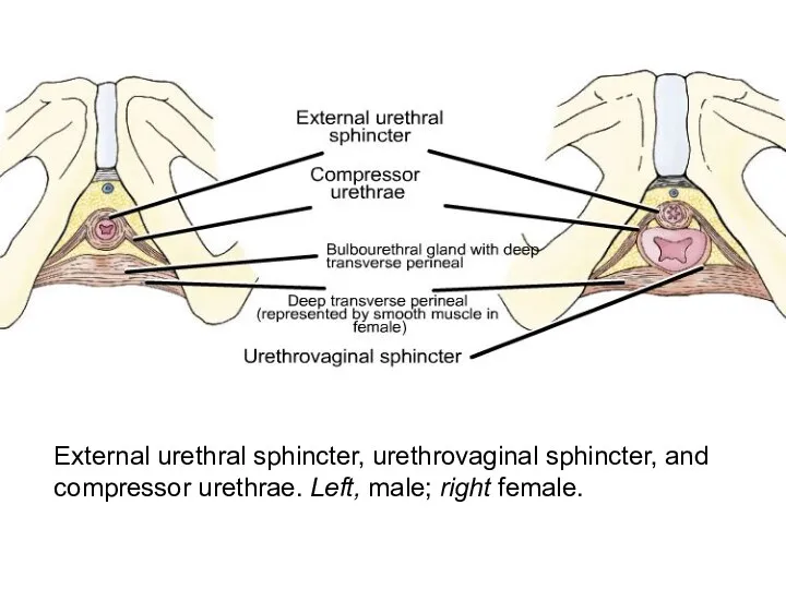 External urethral sphincter, urethrovaginal sphincter, and compressor urethrae. Left, male; right female.
