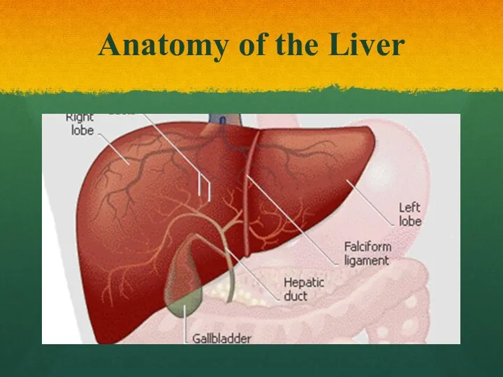 Anatomy of the Liver