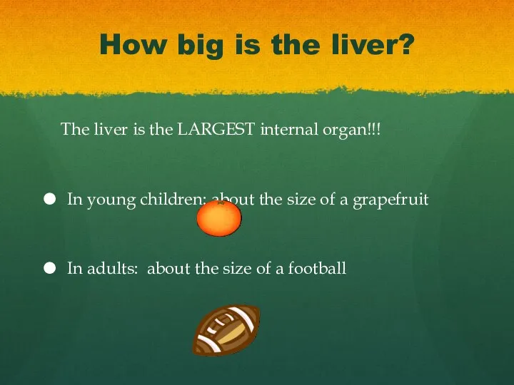 How big is the liver? The liver is the LARGEST