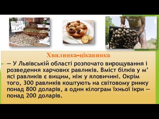 Хвилинка-цікавинка — У Львівській області розпочато вирощування і розведення харчових равликів. Вміст білків